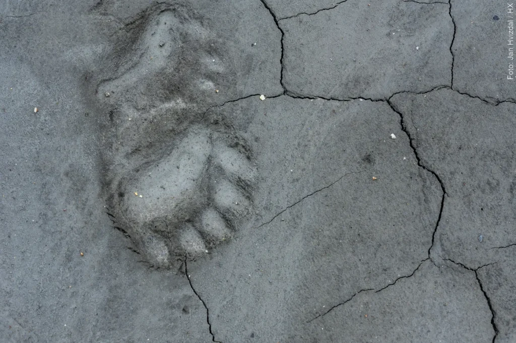 Spuren von Eisbären auf Spitzbergen am Hornsund