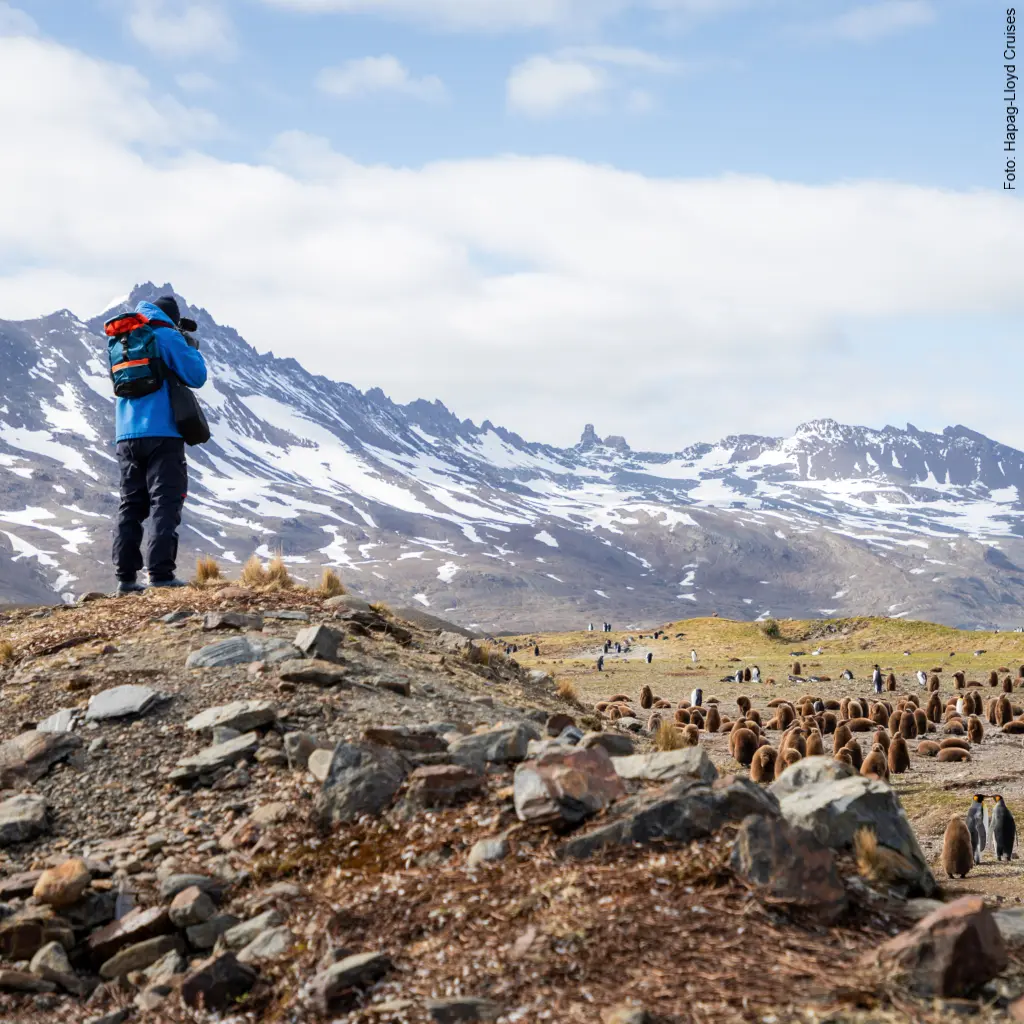 Roland Kock beim Filmen einer Pinguinkolonie auf Südgeorgien