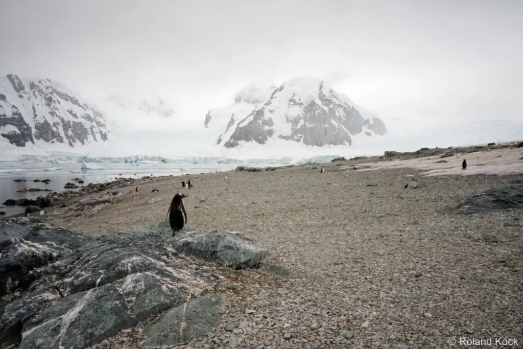 Pinguine auf Danco Island in der Antarktis Foto: Roland Kock